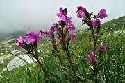 49 Pedicolare spiralata  (Pedicularis giroflexa) salendo al Passo di Corna Piana